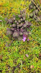 Gentianella rapunculoides