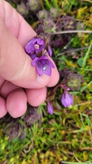 Gentianella rapunculoides