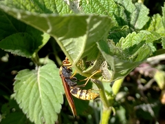 Polistes xanthogaster
