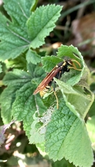 Polistes xanthogaster