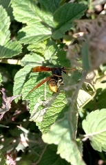 Polistes xanthogaster