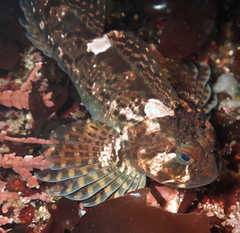 Clinocottus recalvus