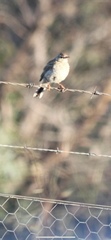 Anthus australis