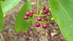 Guapira graciliflora