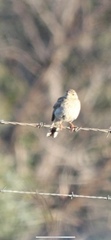 Anthus australis