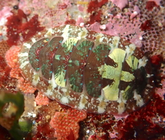 Dendrochiton flectens