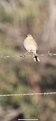 Anthus australis
