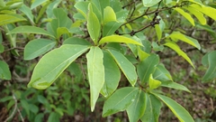 Guapira graciliflora