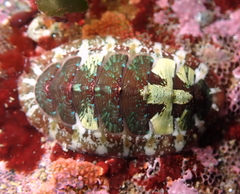 Dendrochiton flectens