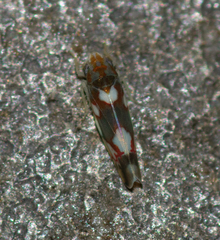 Erythroneura elegans