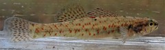 Etheostoma edwini