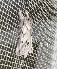 Pleromelloida cinerea