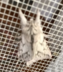 Pleromelloida cinerea