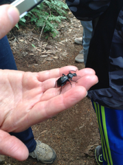 Coelocnemis dilaticollis