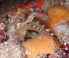 Oligocottus rubellio