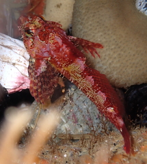 Oligocottus rubellio