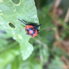 Stiretrus decastigmus