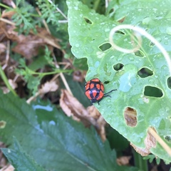 Stiretrus decastigmus