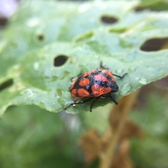 Stiretrus decastigmus