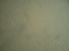 Thalassoma lucasanum