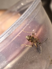 Ozophora occidentalis