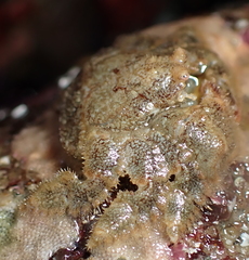 Hapalogaster cavicauda