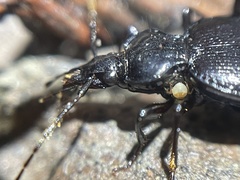 Parasitinae