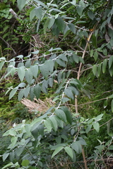Buddleja madagascariensis