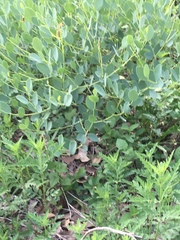 Baptisia bracteata leucophaea