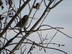 Junco hyemalis