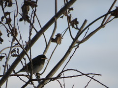 Junco hyemalis