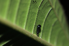 Dolichoderus debilis