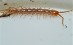 Lithobius