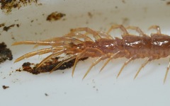 Lithobius