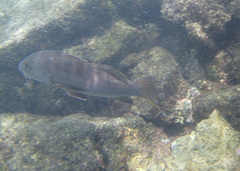 Lutjanus novemfasciatus