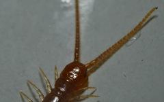 Lithobius