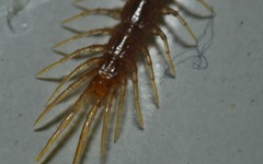 Lithobius
