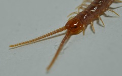 Lithobius