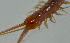 Lithobius