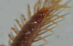 Lithobius