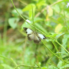 Pieriballia viardi