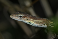Anolis auratus