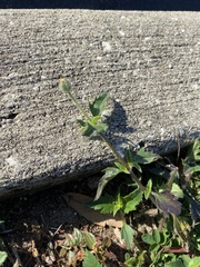 Tridax procumbens image