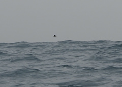 Oceanites gracilis