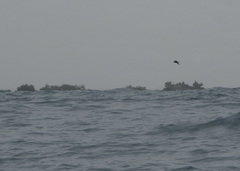 Oceanites gracilis