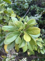 Pithecellobium keyense