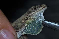 Anolis auratus
