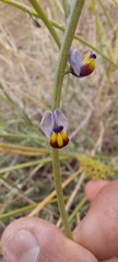 Monnina philippiana