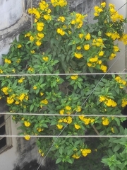 Tecoma stans