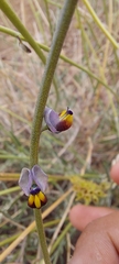 Monnina philippiana